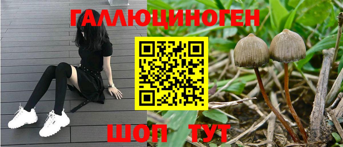Галлюциногенные грибы Cubensis Прокопьевск